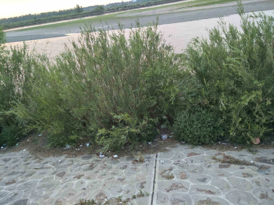 秦渠公园-吴忠市必去景点