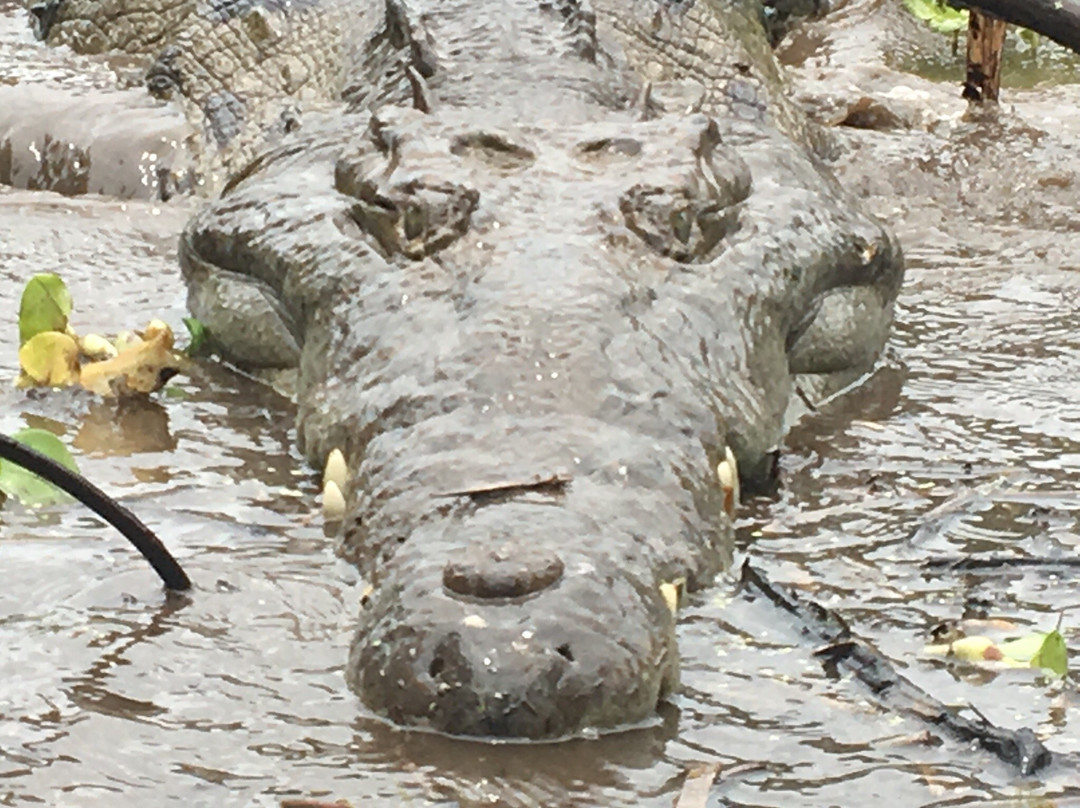 Croclandia & The American Crocodile Sanctuary景点图片