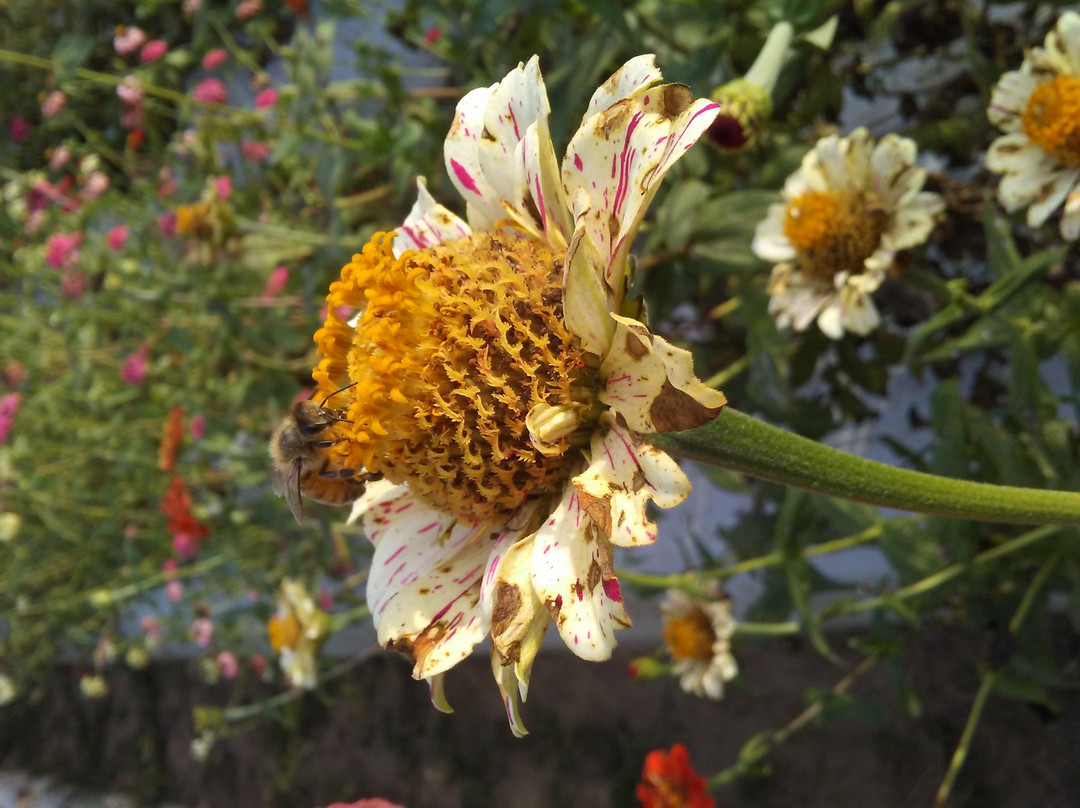 Froberg's Farm-Alvin必去景点