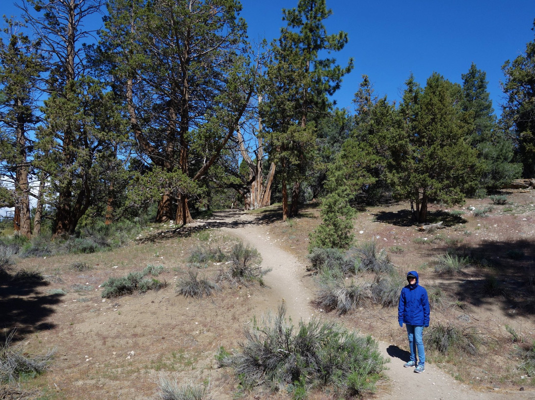 Woodland Trail 1E23-Fawnskin必去景点