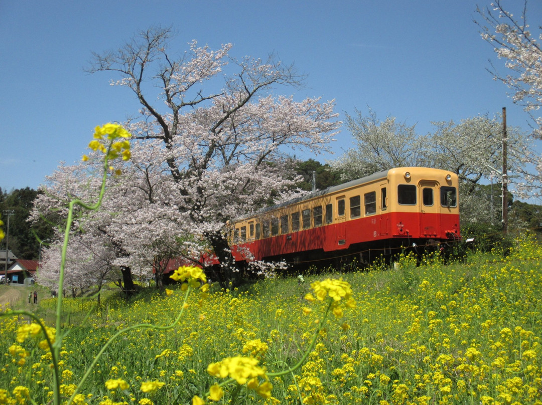Itabu no Sakura景点图片