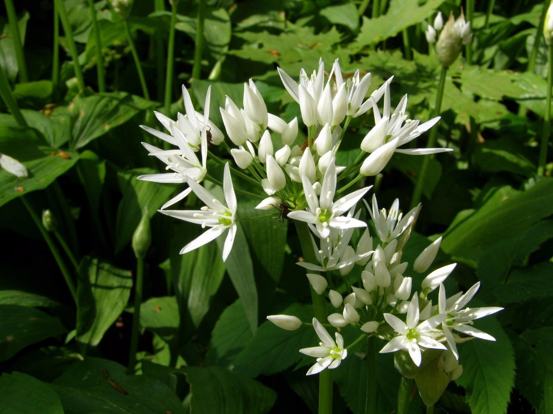 Gradowe Zbocze Nature Reserve