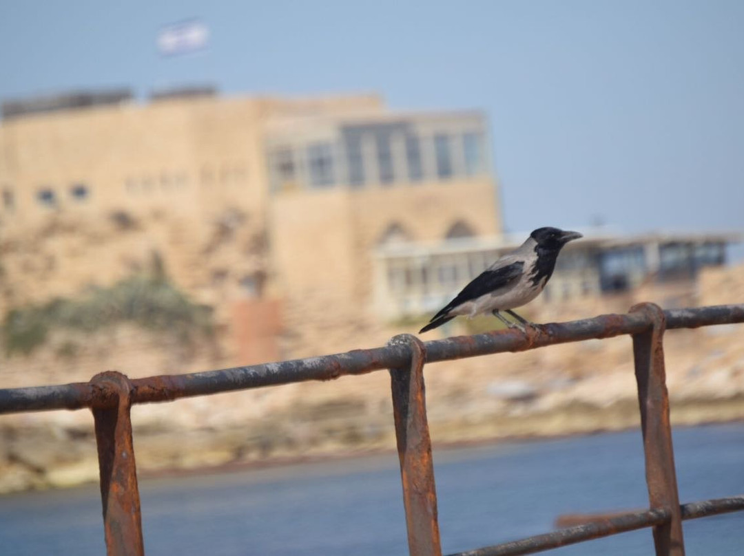 Caesarea Maritima Museum-凯撒利亚必去景点