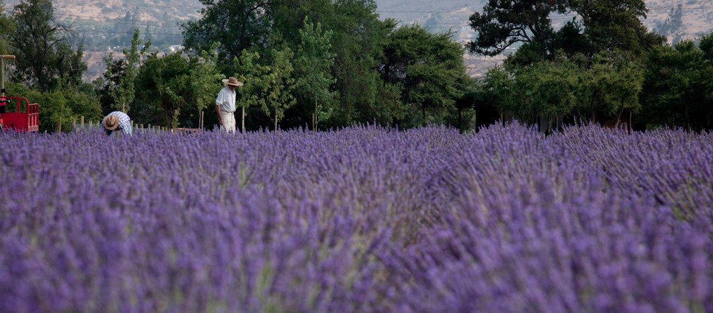 Granja Aromatica Los Aromos