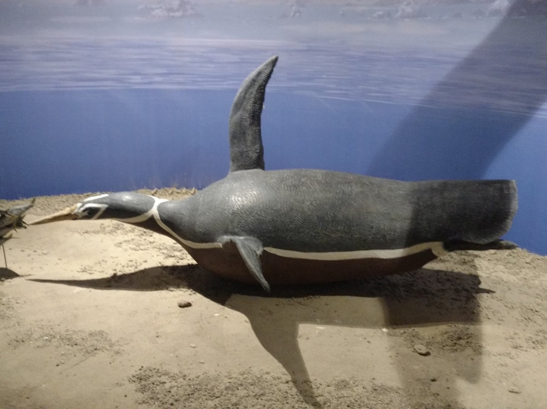 Paracas History Museum -  Juan Navarro Hierro-帕拉卡斯必去景点