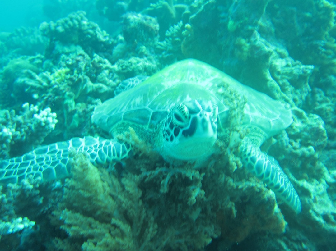 Sipadan Mabul Lodge and Tours-仙本那必去景点