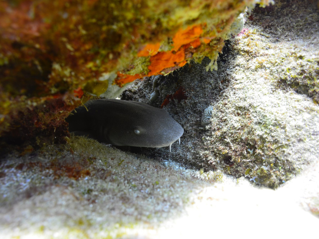 IslanDiving-居斯塔维亚必去景点