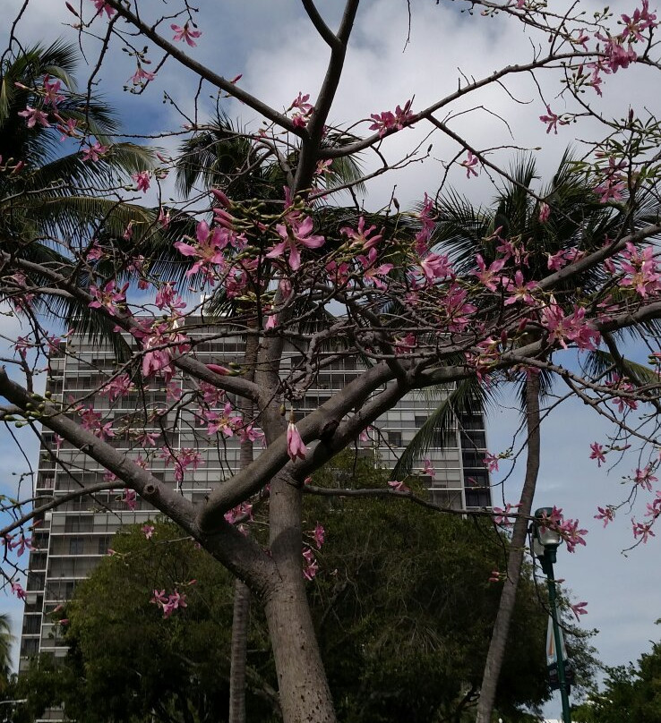 Don Soffer Exercise Trail-阿文图拉必去景点
