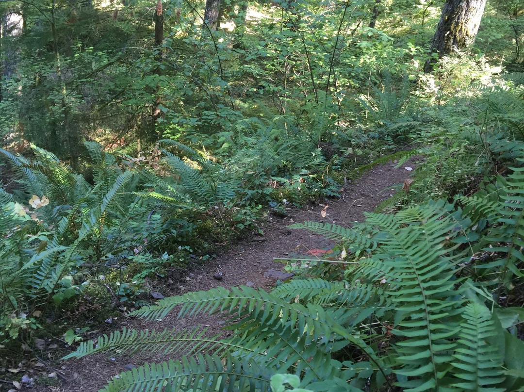 Dry Creek Falls Hike-Cascade Locks必去景点