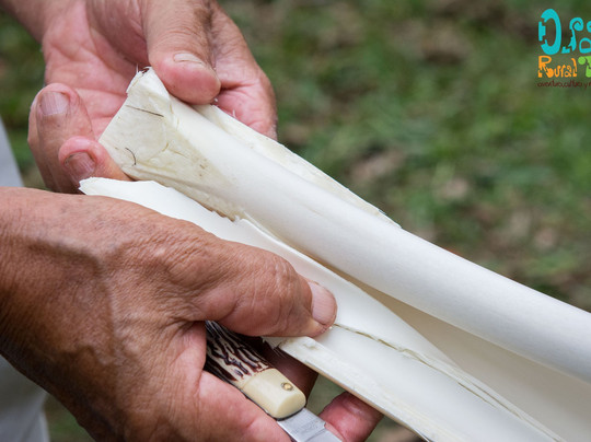 Osa Rural Tours-彭塔雷纳斯必去景点