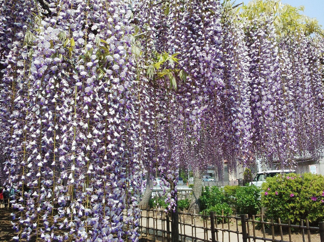 Kisai Fuji Matsuri-加须市必去景点