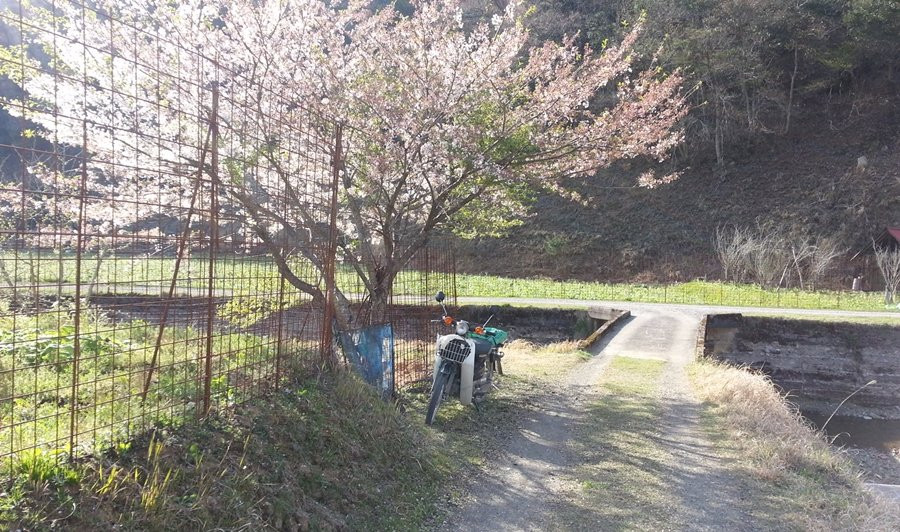 Narcissus and Red Spider Lilies Hill-绫部市必去景点