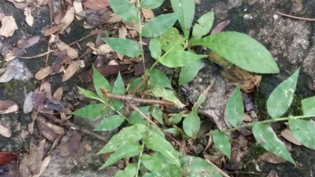 Ceara Botanical Park-Caucaia必去景点