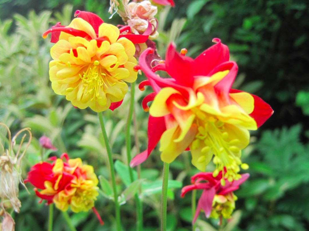 Jensen-Olson Arboretum-朱诺必去景点