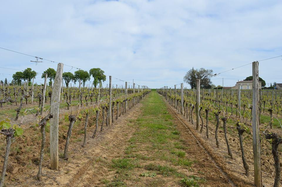 Chateau Haut-Garriga景点图片