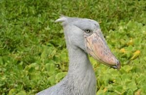 Mamaland Safaris-坎帕拉必去景点