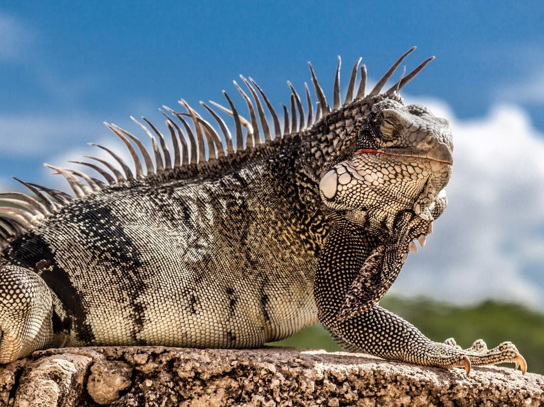 Gail's Gallery-威廉斯塔德必去景点