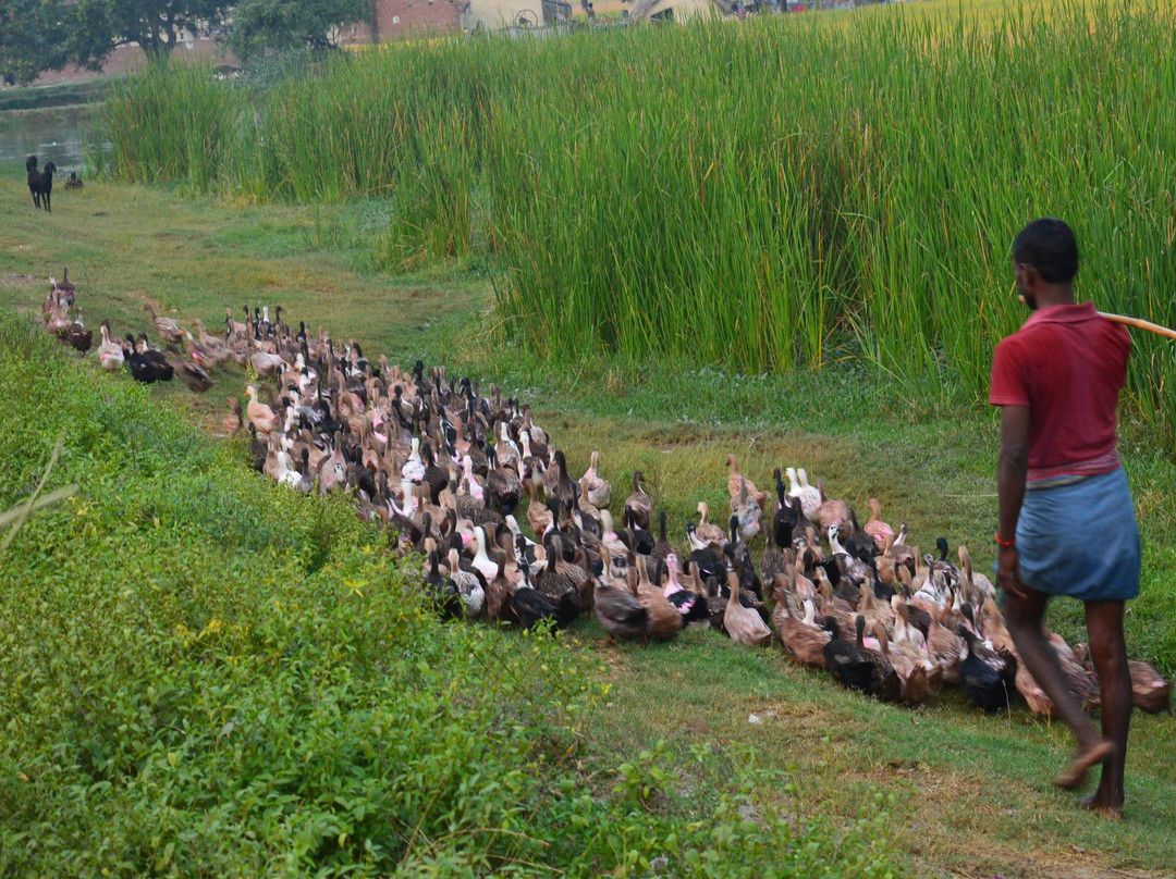 Chandra Prabha Wildlife Sanctuary景点图片