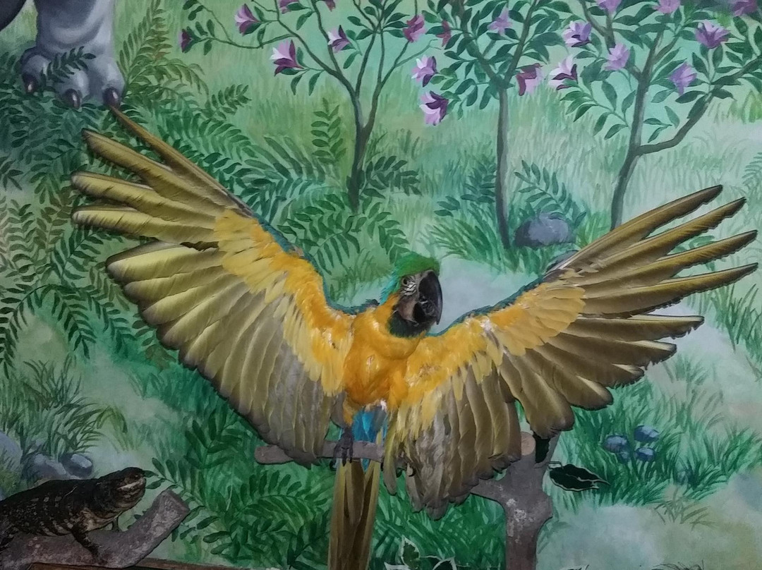 Natural History Academic Museum-Juiz de Fora必去景点