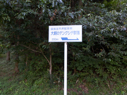 Tengushide Grove of Oasa-北广岛町必去景点