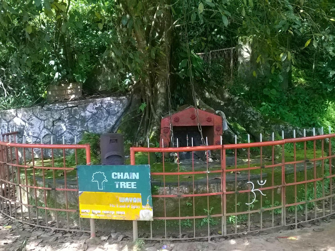 Chain Tree of Karinthandan-Vythiri必去景点
