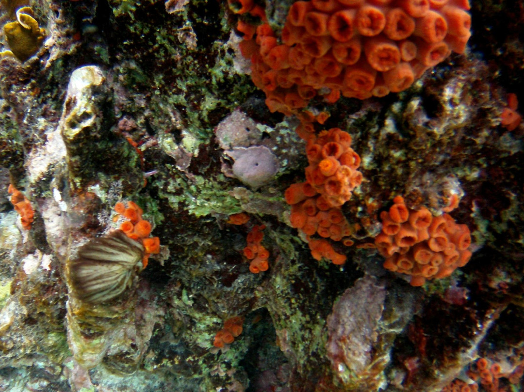 A Water Odyssey Scuba-Williamsport必去景点