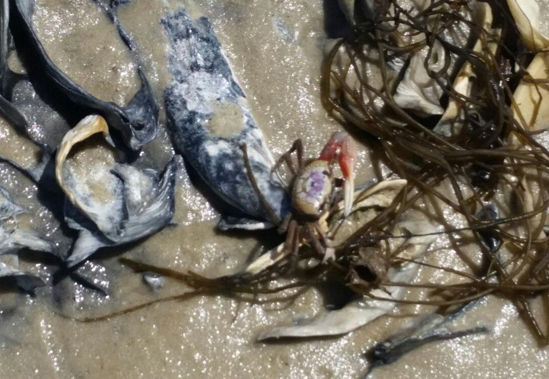 Pinckney Island National Wildlife Refuge-希尔顿头岛必去景点