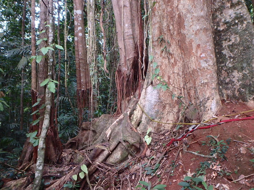 The Old Trees-阁骨岛必去景点