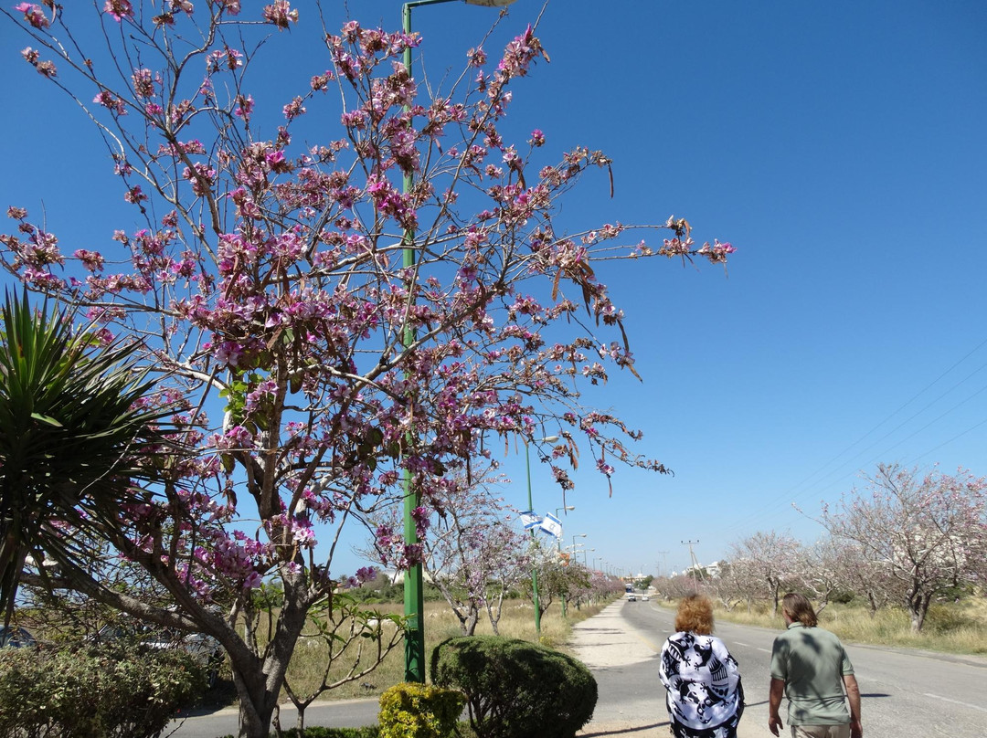 Tomb of Sheikh-阿什克伦必去景点