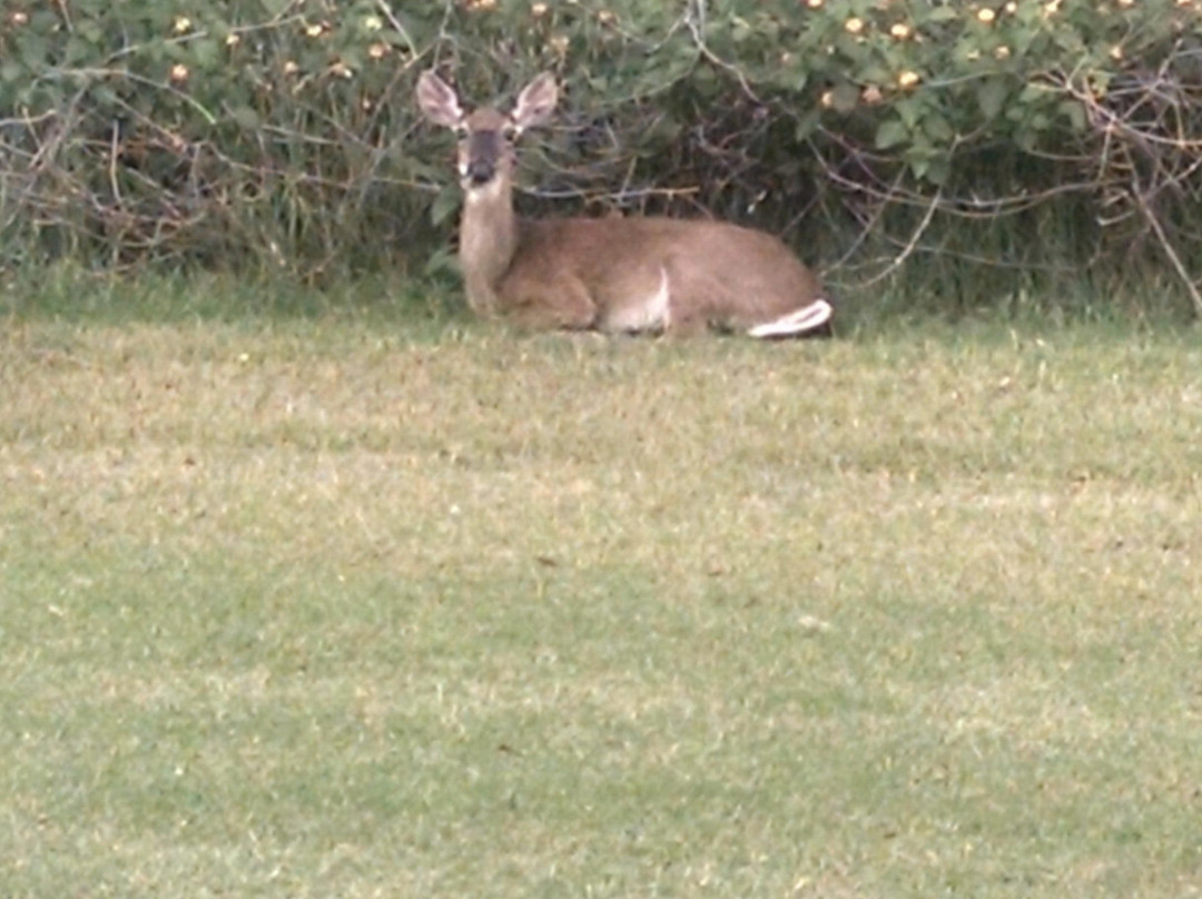 Jekyll Island Golf Club-吉柯岛必去景点
