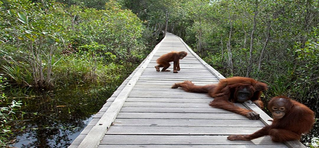 Enbali - Day Tours-登巴萨必去景点