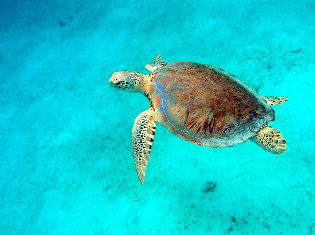 Location Voilier Guadeloupe-Saint Francois必去景点