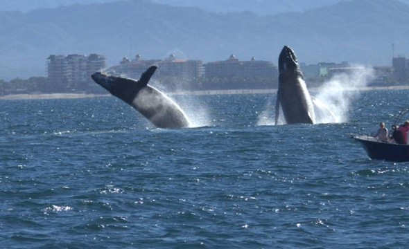 Rock Star Sailor Private Charters & Sailing School-瓦拉塔港必去景点