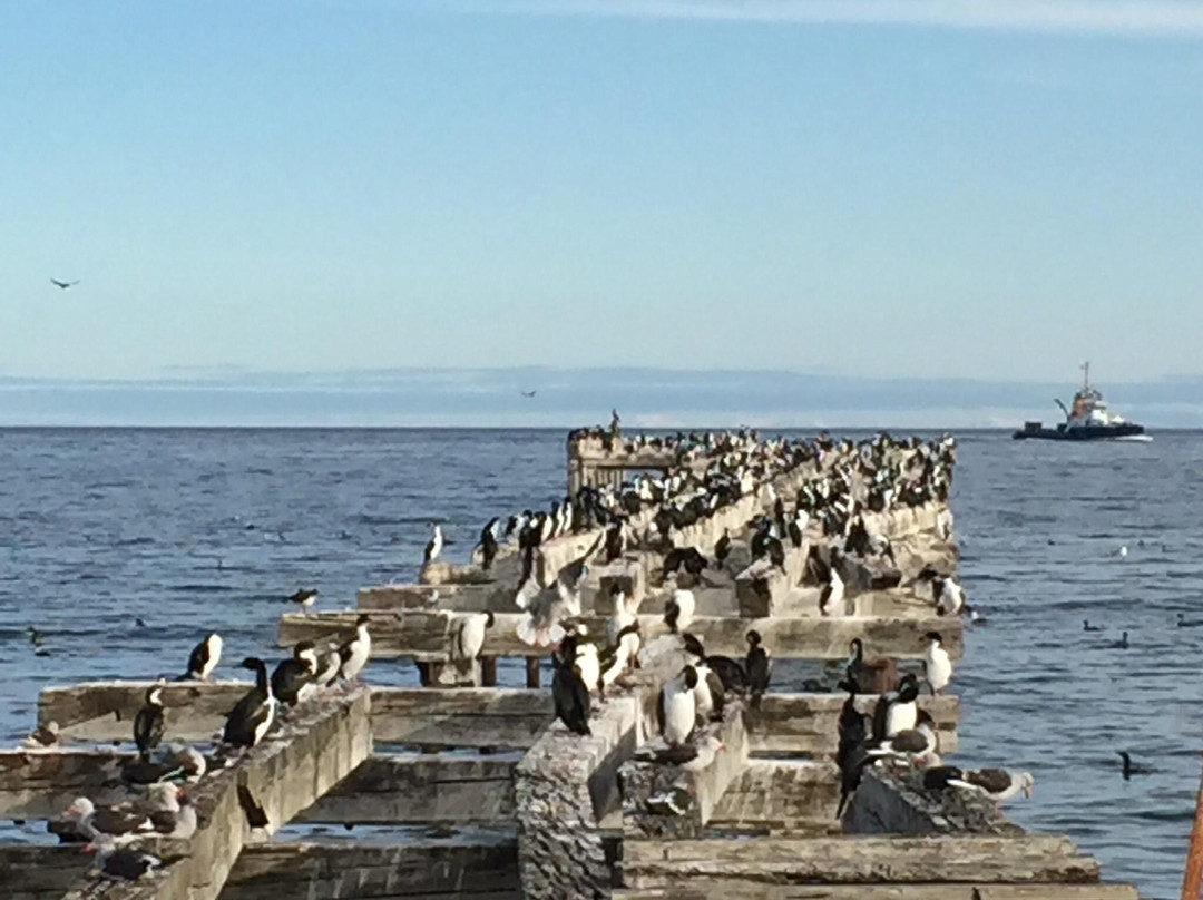 Muelle de Carga-蓬塔阿雷纳斯必去景点
