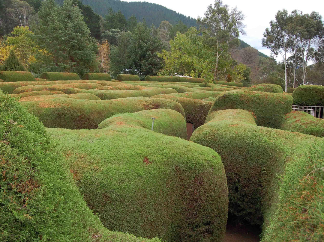 Wandiligong Maze-Wandiligong必去景点