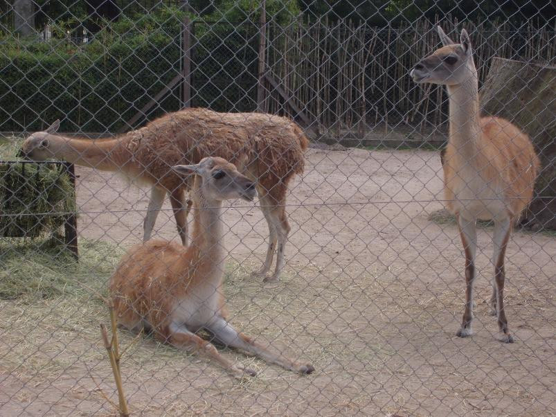 Museo del Automovil-拉普拉塔必去景点