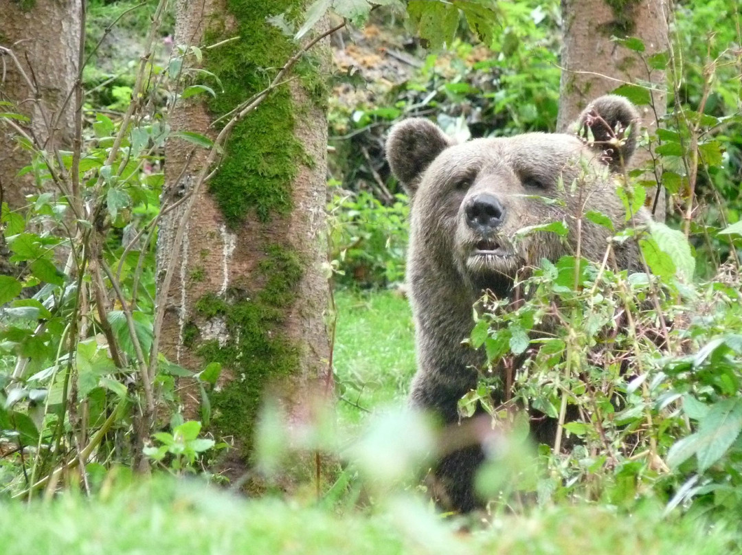 Alternativer Wolf- Und Barenpark Schwarzwald-Bad Rippoldsau-Schapbach必去景点