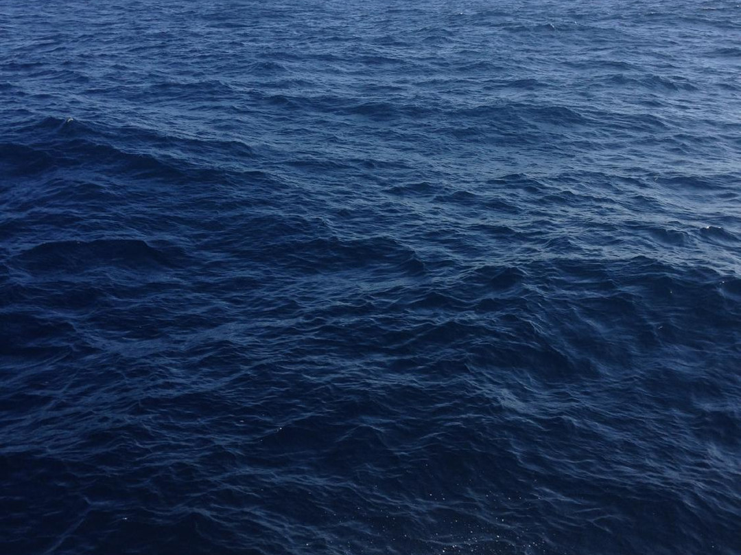 Jervis Bay Eco Adventures-Day Boat Tours-赫斯基森必去景点