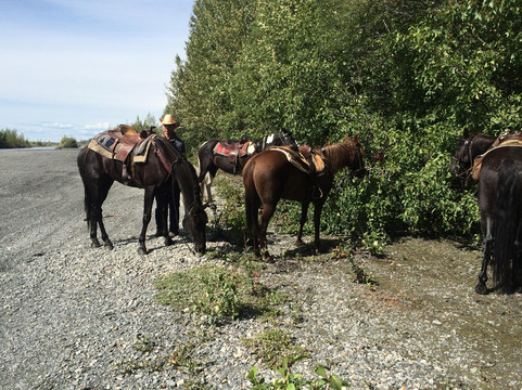 Alaska Horse Adventures-帕尔默必去景点