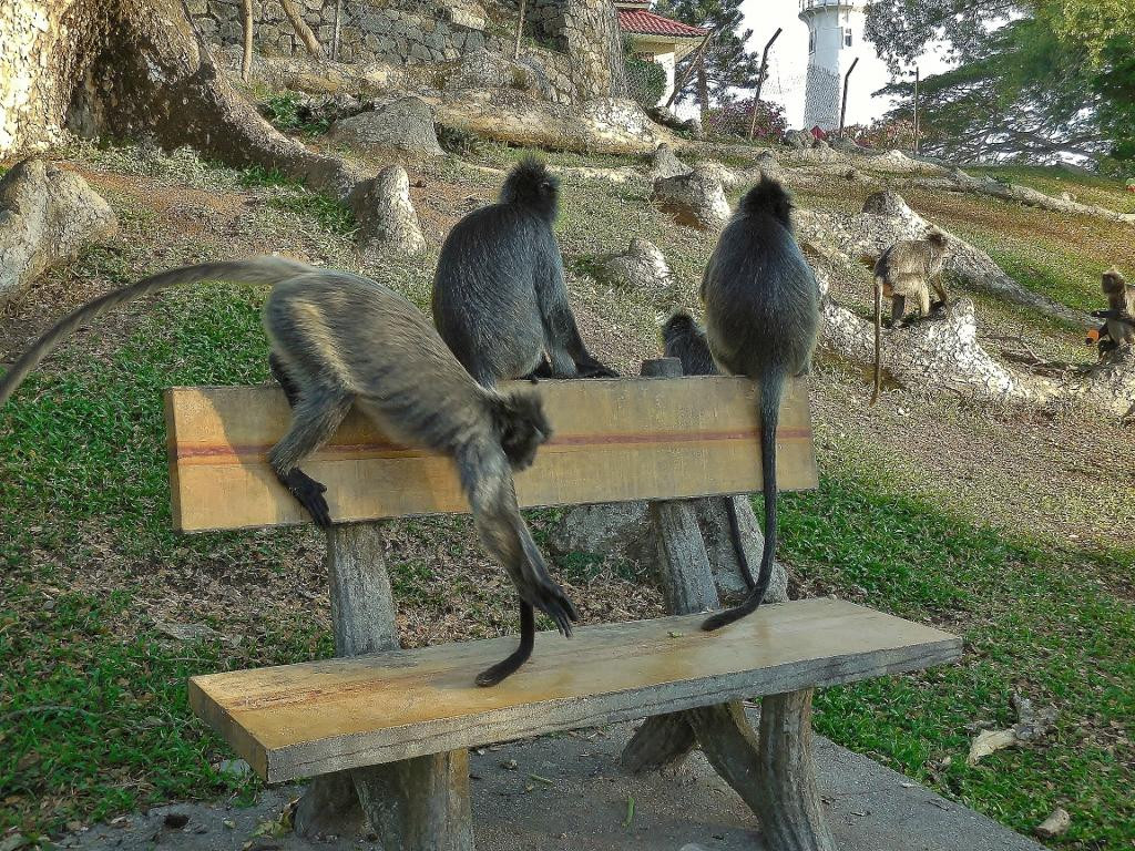 Altingsburg Lighthouse-瓜拉雪兰莪必去景点