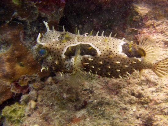SeaPro Divers-普拉塔港必去景点