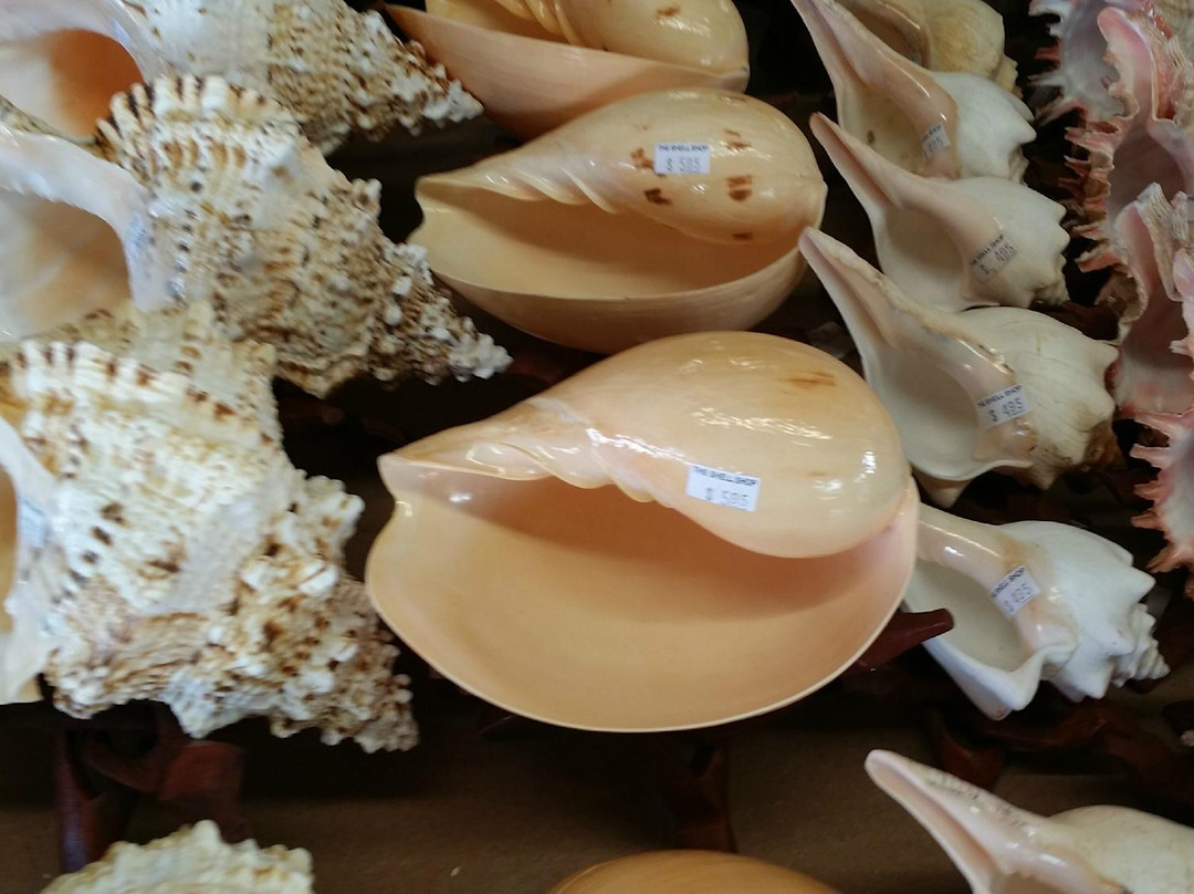 The Shell Shop-莫罗贝必去景点