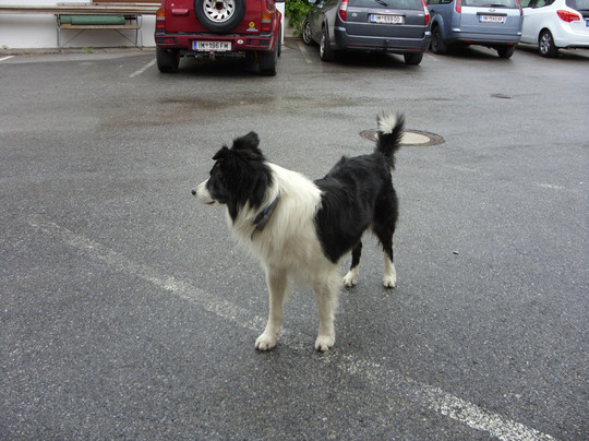 Seewald Gasthof主图