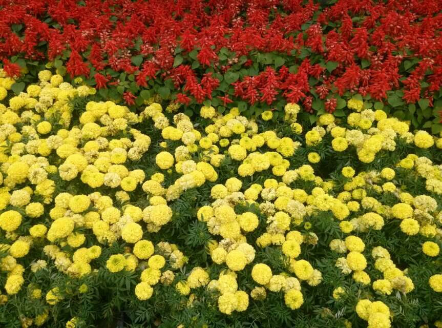 石家庄水上公园-藁城市必去景点