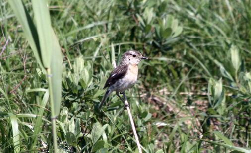 Sarobetsu Primeval Garden-丰富町必去景点