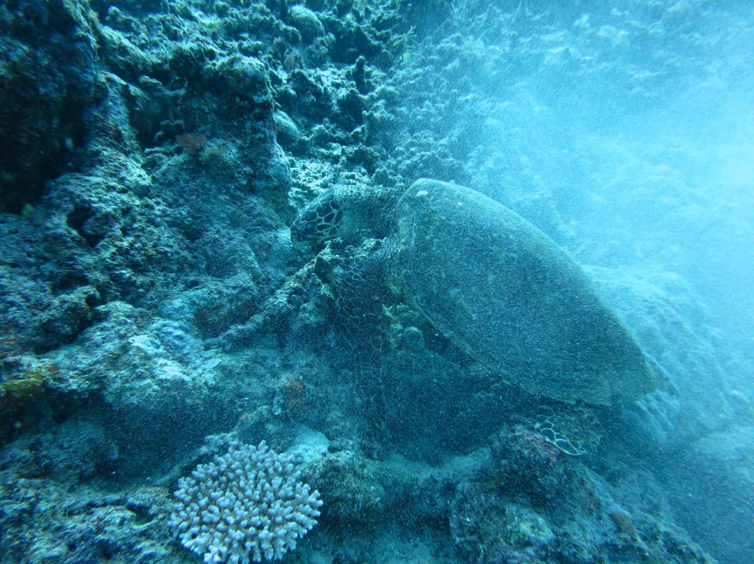 Pro Dive Cairns-凯恩斯必去景点