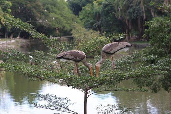 国家动物园-安邦必去景点