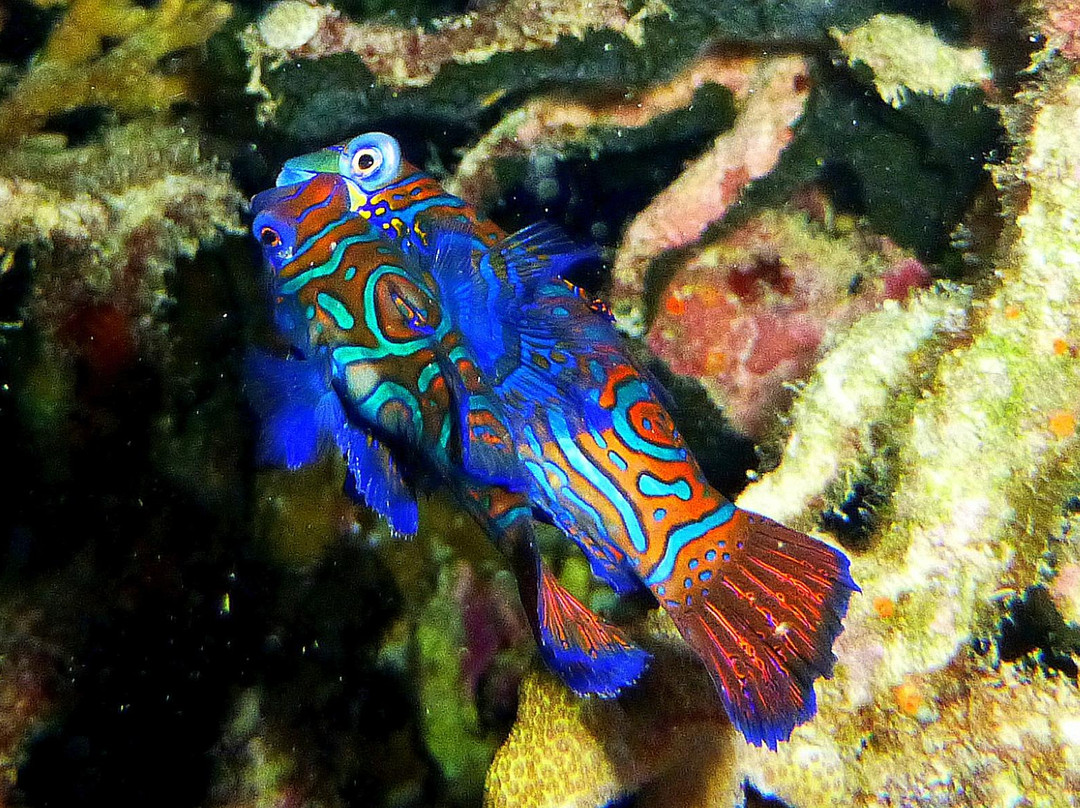 Dan's Dives Malapascua-妈妈拍丝瓜岛必去景点