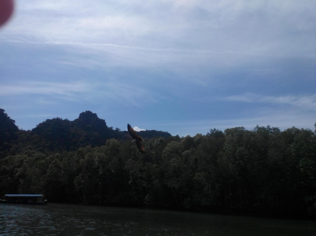 Langkawi Mangrove Tour - Day Tours景点图片