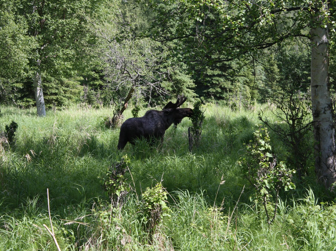 Tony Knowles Coastal Trail-安克雷奇必去景点